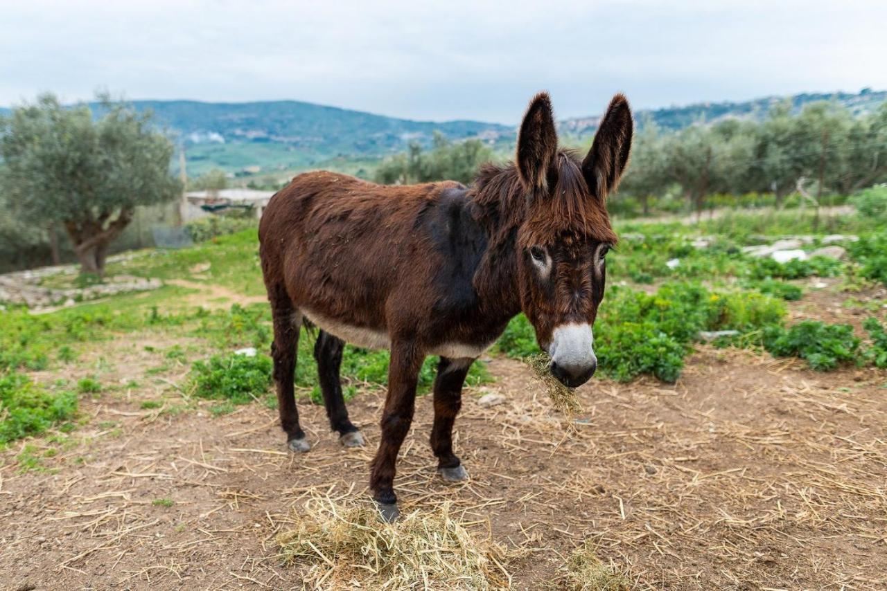 ホテル Roba Albanisi Aragona エクステリア 写真