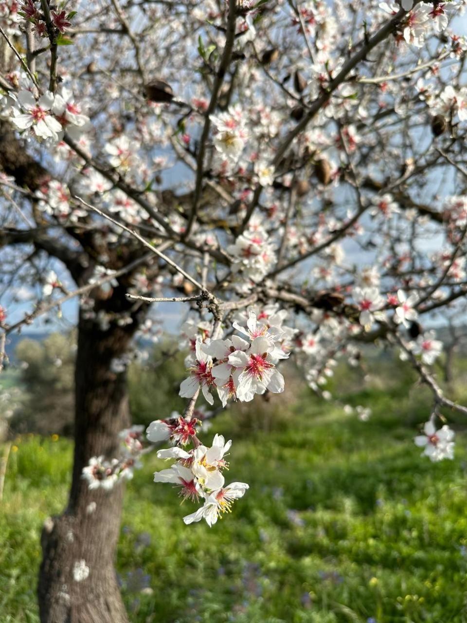 ホテル Roba Albanisi Aragona エクステリア 写真