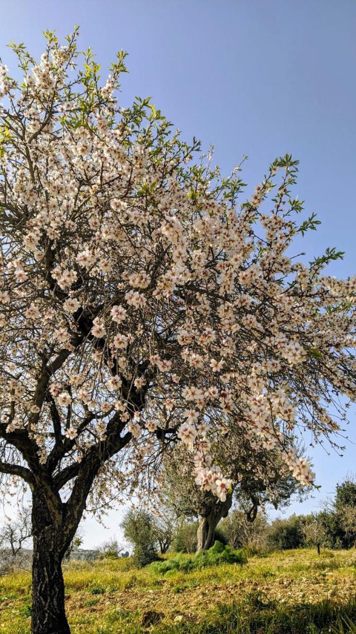 ホテル Roba Albanisi Aragona エクステリア 写真