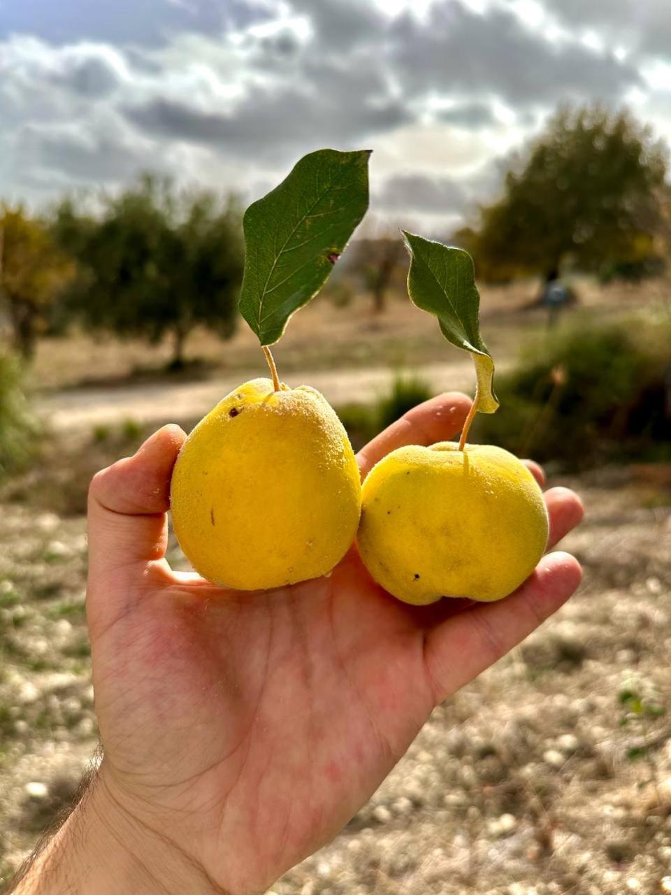 ホテル Roba Albanisi Aragona エクステリア 写真