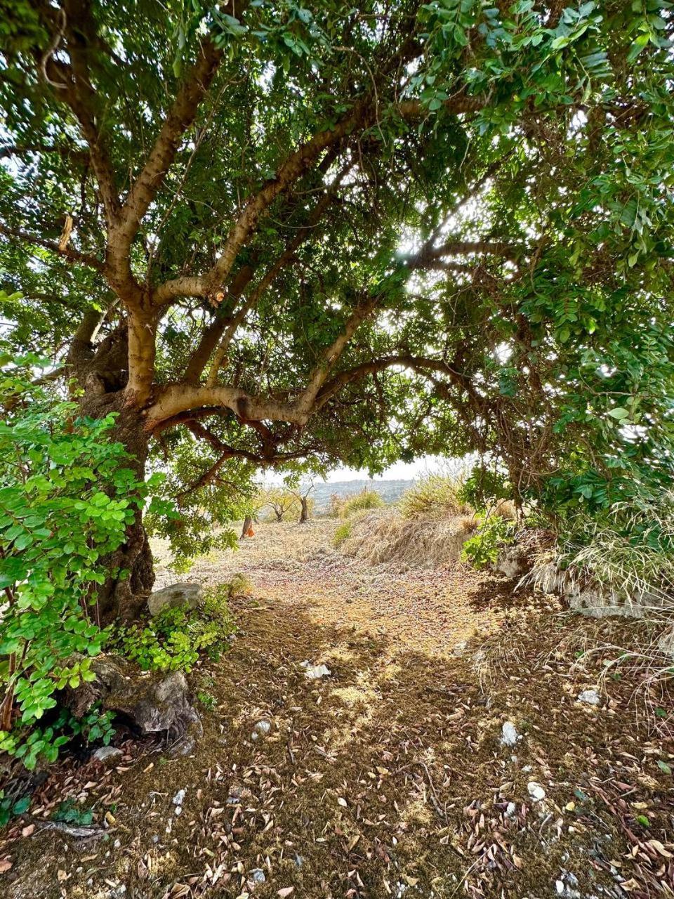 ホテル Roba Albanisi Aragona エクステリア 写真